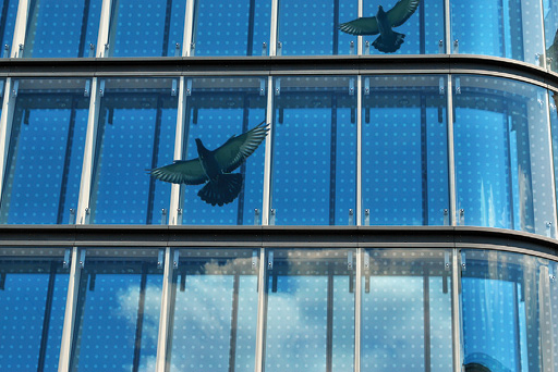 bird friendly glass