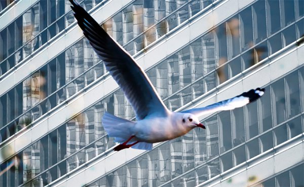 Bird-Friendly Glass