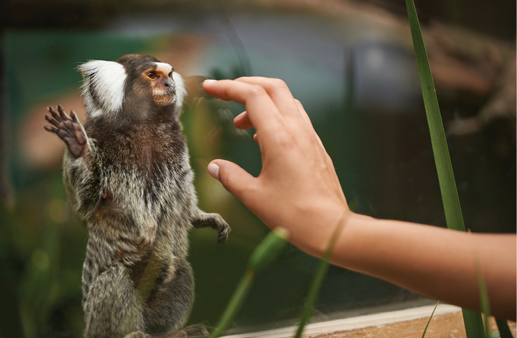 animal behind glass