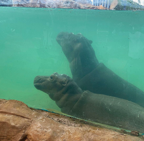 underwater hippo exhibit