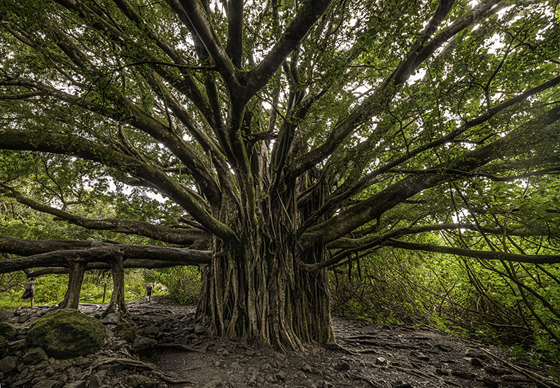 banyan tree